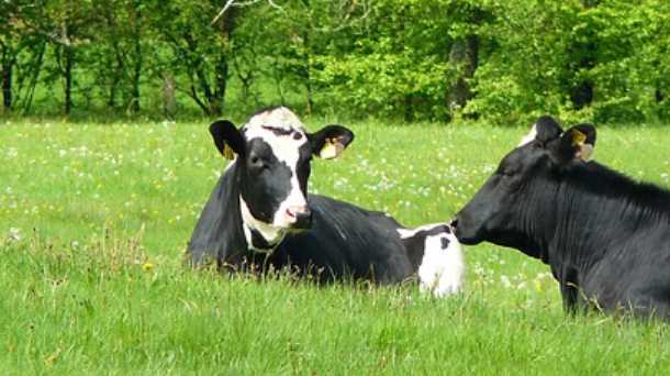 Glada mjölkkor på grönt bete